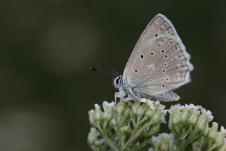 okgzl Dafnis (Polyommatus daphnis)