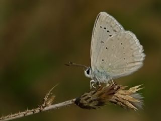�okg�zl� Dafnis&nbsp;(Polyommatus&nbsp;daphnis)