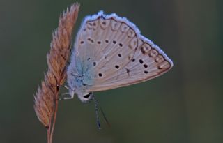 okgzl Dafnis (Polyommatus daphnis)