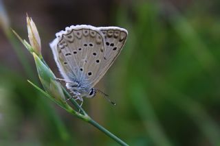 �okg�zl� Dafnis&nbsp;(Polyommatus&nbsp;daphnis)