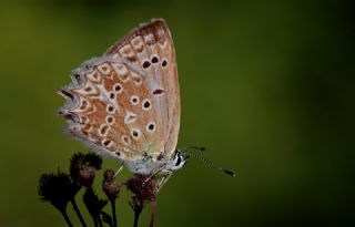 okgzl Dafnis (Polyommatus daphnis)