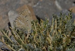 okgzl Dafnis (Polyommatus daphnis)