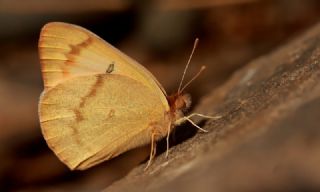 Mezopotamya Kolotisi (Colotis fausta)