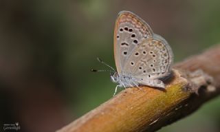 Karsandra&nbsp;(Zizeeria&nbsp;karsandra)