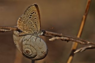 Karsandra (Zizeeria karsandra)