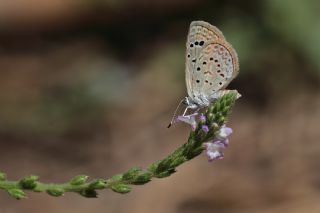 Karsandra (Zizeeria karsandra)