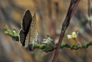 Karsandra (Zizeeria karsandra)