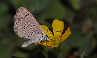 Karsandra (Zizeeria karsandra)