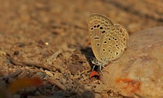 Karsandra (Zizeeria karsandra)