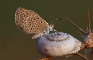 Karsandra&nbsp;(Zizeeria&nbsp;karsandra)