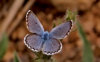 Himalaya Mavisi (Pseudophilotes vicrama)