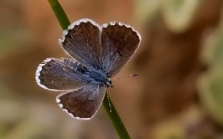 Himalaya Mavisi (Pseudophilotes vicrama)