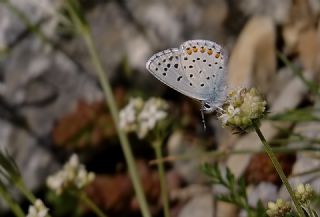 Himalaya Mavisi (Pseudophilotes vicrama)