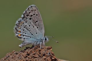 Himalaya Mavisi (Pseudophilotes vicrama)