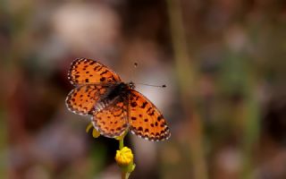 Gzel parhan (Melitaea trivia)