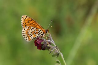 G�zel �parhan&nbsp;(Melitaea&nbsp;trivia)