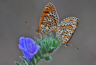 Gzel parhan (Melitaea trivia)