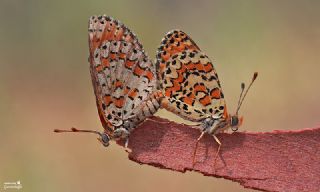 Gzel parhan (Melitaea trivia)