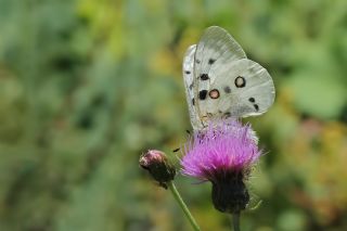 Apollo (Parnassius apollo)