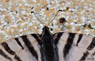 Erik Krlangkuyruk (Iphiclides podalirius)