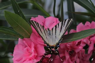 Erik Krlangkuyruk (Iphiclides podalirius)