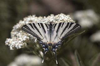 Erik Krlangkuyruk (Iphiclides podalirius)