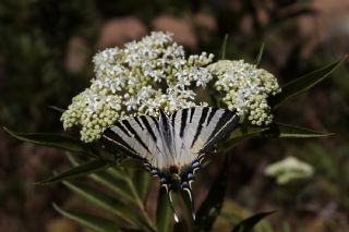 Erik Krlangkuyruk (Iphiclides podalirius)