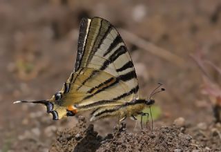 Erik Krlangkuyruk (Iphiclides podalirius)