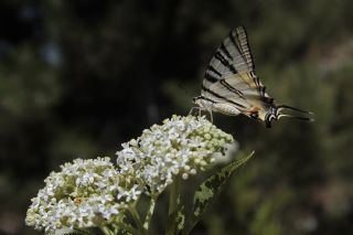 Erik Krlangkuyruk (Iphiclides podalirius)