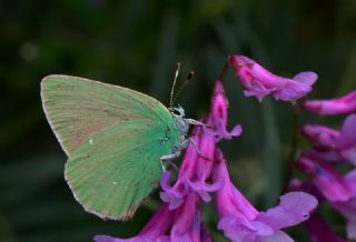 Anadolu Zmrt (Callophrys paulae)