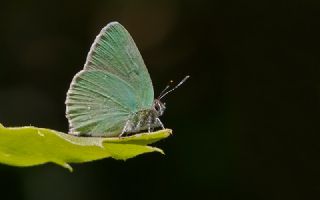 Anadolu Zmrt (Callophrys paulae)