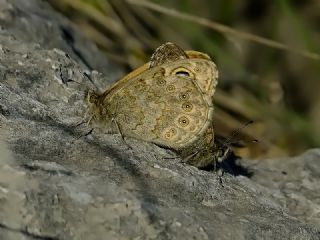 K���k Esmerboncuk&nbsp;(Lasiommata&nbsp;megera)