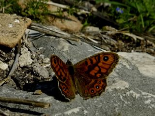 Kk Esmerboncuk (Lasiommata megera)