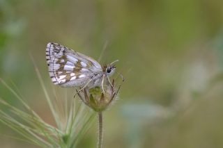 Zeytuni Z�pz�p&nbsp;(Pyrgus&nbsp;serratulae)