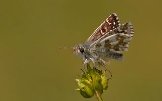Zeytuni Zpzp (Pyrgus serratulae)
