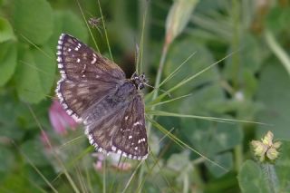 Zeytuni Z�pz�p&nbsp;(Pyrgus&nbsp;serratulae)