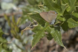 Minik Sevbeni (Satyrium acaciae)