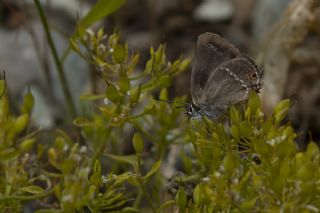 Sevbeni (Satyrium abdominalis)