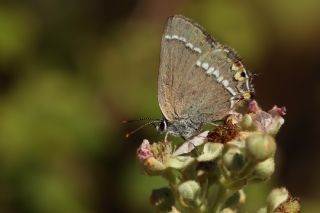 Sevbeni (Satyrium abdominalis)