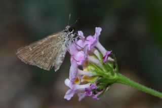 Cce Zpzp (Gegenes pumilio)