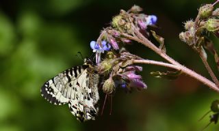 Kafkas Fistosu&nbsp;(Zerynthia&nbsp;caucasica)