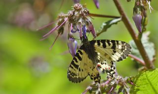Kafkas Fistosu&nbsp;(Zerynthia&nbsp;caucasica)
