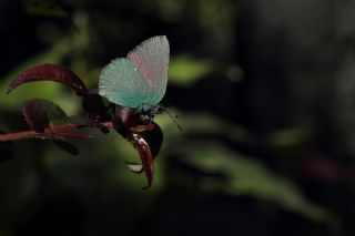 Zmrt (Callophrys rubi)