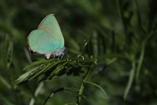 Zmrt (Callophrys rubi)