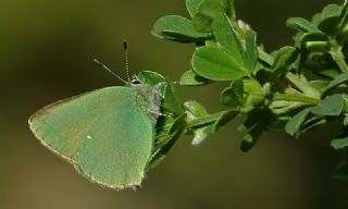 Zmrt (Callophrys rubi)