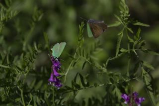 Z�mr�t&nbsp;(Callophrys&nbsp;rubi)