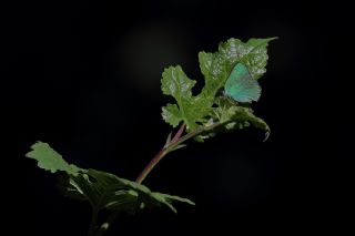 Zmrt (Callophrys rubi)