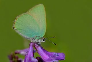 Zmrt (Callophrys rubi)