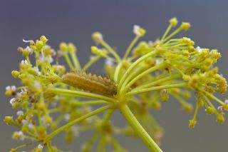 Nahçıvan Zümrütü (Callophrys danchenkoi)