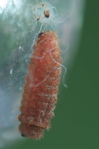 Nahvan Zmrt (Callophrys danchenkoi)